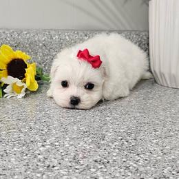Aspen - White female Maltese puppy in Utica, Ohio from Poodle Me Crazy
