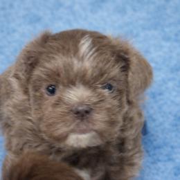 Blue boy - Lilac male Shih Tzu puppy in Berkeley Springs, West Virginia from Sandridge Shih Tzus