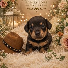 Romeo - Blue and cream male Dachshund puppy in Chino Valley, Arizona from Dachshund Family Love Breeders
