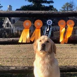 Ritzy - Golden Retriever