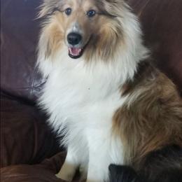 Angel - Shetland Sheepdog