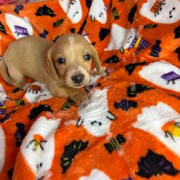 Sammy - Cream male Dachshund puppy in Lake City, Florida from My Ditzy Doxies of Florida