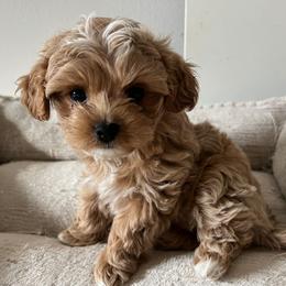 Mocha - Cream female Maltipoo puppy in Fife, Washington from Joyful Pups
