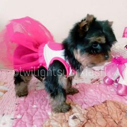 Yorkshire Terrier Puppies from Twilights Yorkies FL