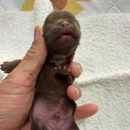 Girl 4 - Chocolate female Shih Tzu puppy in Ocala, Florida from Mimi's Shih-tzus of Ocala