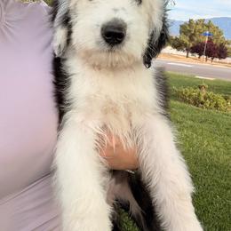 Rose - Black and white female Old English Sheepdog puppy in Acton, California from Fab OES