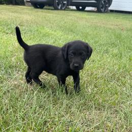 Liko - Black female Labrador Retriever puppy in Carriere, Mississippi from Cajun Water Retrievers