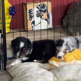Australian Shepherd Puppies from Brody Aussies