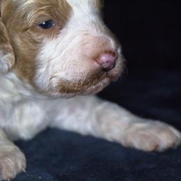 Assorted Doodle Crosses and Cavapoo Puppies from Porchlight Puppies