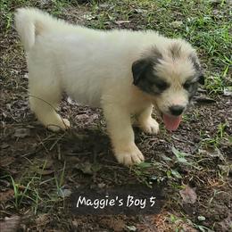 Boy 5 - White and badger male Great Pyrenees puppy in Nicholson, Georgia from Pony Trail Farm