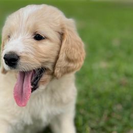 Labradoodles from Poco Doodles