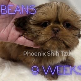 Beans - Chocolate male Shih Tzu puppy in Hayden, Idaho from Phoenix Shih Tzu