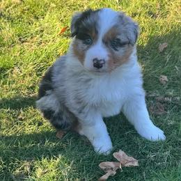Magnum - Blue merle male Australian Shepherd puppy in Lebanon, Oregon from Mount Hope Aussies