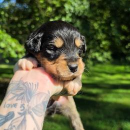 Starling - Black tri-color male Australian Shepherd puppy in London, Kentucky from Kenmont Kennels