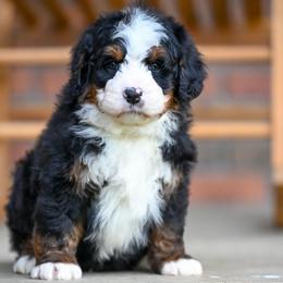 Curly - Tri-color male Bernedoodle puppy in Dundee, Ohio from Down Home Doodle