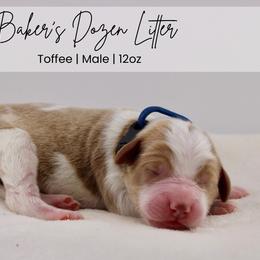 Toffee - Parti male Goldendoodle puppy in Comanche, Texas from Central Texas Doodles, LLC.