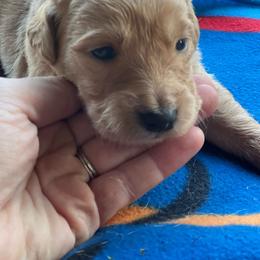 Boy 6 - Golden male Golden Retriever puppy in Princeton, Minnesota from North Country Goldens
