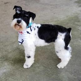 Miniature Schnauzers from Schnauzer HQ