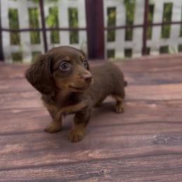 Chocolate and Tan Longhair Male - Chocolate and tan male Dachshund puppy in Killeen, Texas from Southern Dachshunds