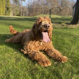 Bell - Goldendoodle