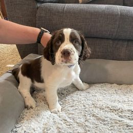 English Springer Spaniel Puppies from Timothy Naylor