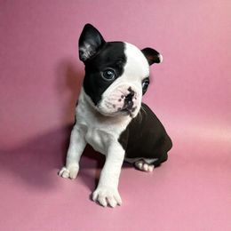 AKC Pixie - Black and white female Boston Terrier puppy in Galena, Kansas from RottNBostons