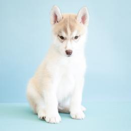Robicheaux - Red and white male Siberian Husky puppy in Meadow Vista, California from Thistle Hill Siberians