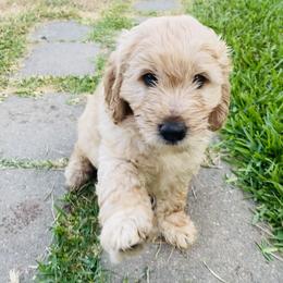 Australian Mountain Doodle, Bernedoodle, and Goldendoodle Puppies from Wynterwood Doodles