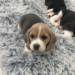 Beagle Puppies from Leslie Beagles of Leslie Farm