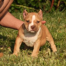 Nasiens - Red sable male American Bully puppy in Orlinda, Tennessee from SimplyBullies
