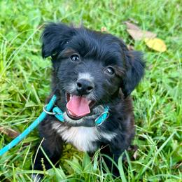Girl 5 - Red tri-color female Aussiedoodle puppy in Hillsboro, Illinois from Perfect Paws Puppies