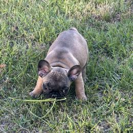 Precious - Blue fawn female French Bulldog puppy in Alabama from Southern Bulldogs