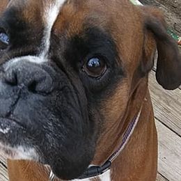 Boxers from Day's Backwood Boxer