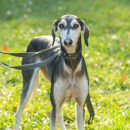 Hornet - Saluki
