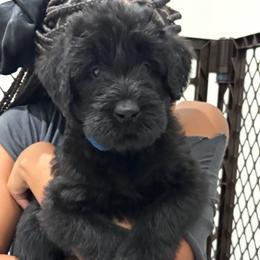Sirius - Black male Giant Schnauzer puppy in Noblesville, Indiana from Stratton House Kennels