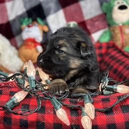 Xantos - Orange - Black and red male German Shepherd puppy in Iola, Wisconsin from DeFelice's German Shepherds
