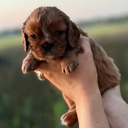 Ruby - Ruby female Cavalier King Charles Spaniel puppy in North Augusta, South Carolina from Lauren Muns