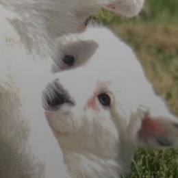 Border Collies from Triple Shot Border Collies