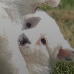 Border Collies from Triple Shot Border Collies