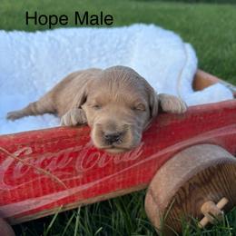 Boy 1 - Cream male Goldendoodle puppy in Wever, Iowa from JK Royal Lines
