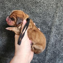 Black collar - Mahogany and white male Basset Hound puppy in Alton, Illinois from Show Me Great Danes and Basset Hounds