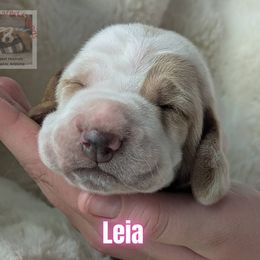 Leia - Lemon and white female Basset Hound puppy in Scottsdale, Arizona from Floppy Eared Friends Bassett Hounds