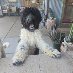 Shilling - Parti male Springerdoodle puppy in Cochise, Arizona from 64 Farm