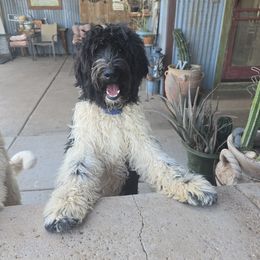Shilling - Parti male Springerdoodle puppy in Cochise, Arizona from 64 Farm