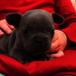 French Bulldog Puppies from Laurelwood Frenchies CA