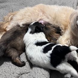 Maize - Shih Tzu