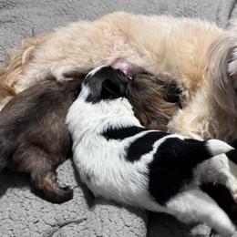 Maize - Shih Tzu
