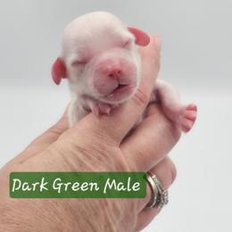 Dark Green Male - Cream male Cockapoo puppy in Mocksville, North Carolina from Hunting Creek Farm & Kennel