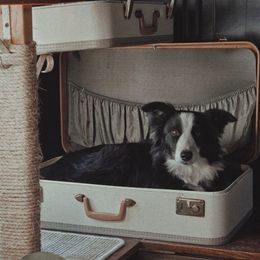 Suri - Border Collie