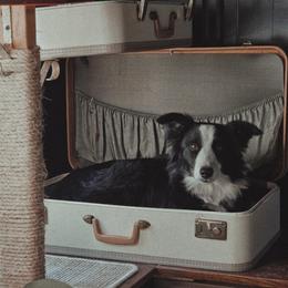 Suri - Border Collie